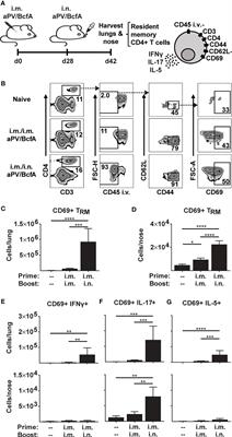 Systemic priming and intranasal booster with a BcfA-adjuvanted acellular pertussis vaccine generates CD4+ IL-17+ nasal tissue resident T cells and reduces B. pertussis nasal colonization